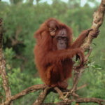 Facts about orangutans