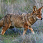 Facts about coyotes