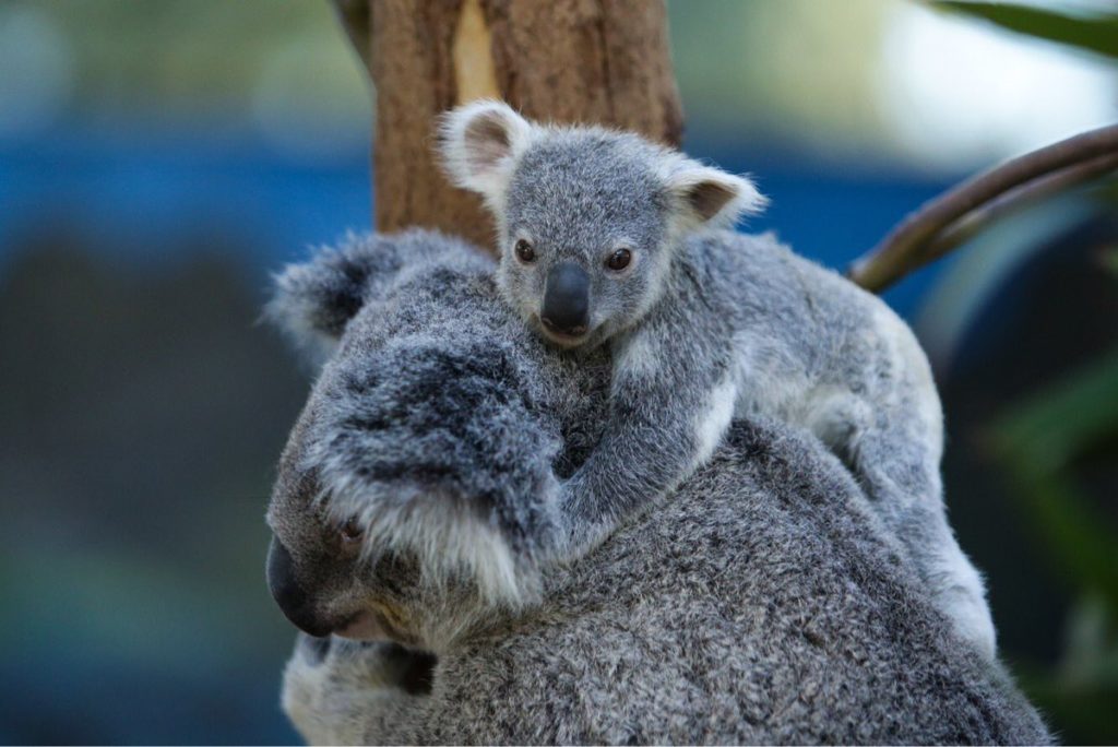 Коала животное фото и описание