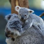 Facts about koalas