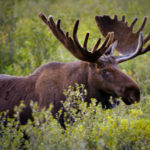 Facts about moose
