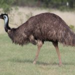 How long do emus live ?