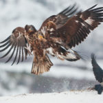 Facts about eagles