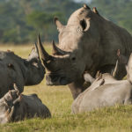 Rhinos - information