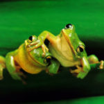 Frogs - information