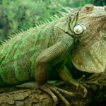 How long do iguanas live ?