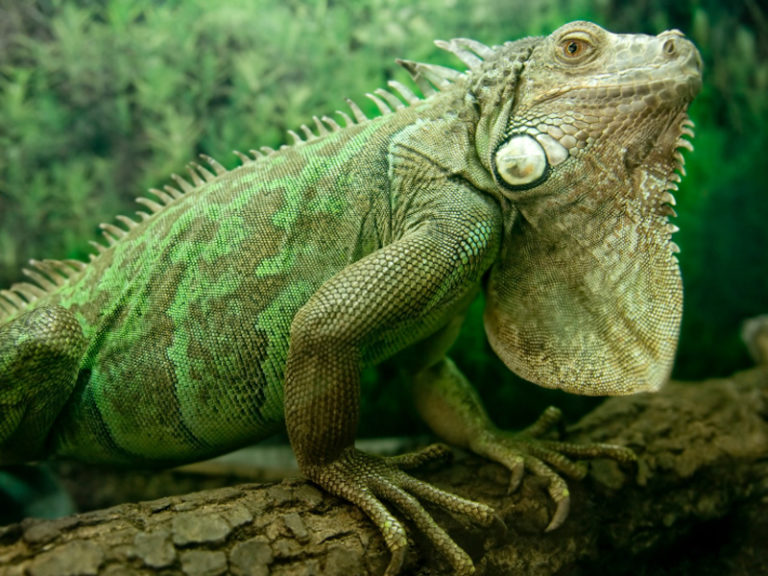 How long do iguanas live