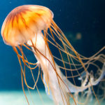 How long do jellyfish live ?