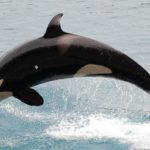 Killer whales - information