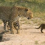 Leopards - information