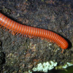 Facts about millipedes