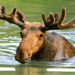 How long do moose live ?