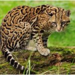 Facts about ocelots