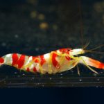 How long do shrimps live ?