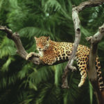 Facts about jaguars