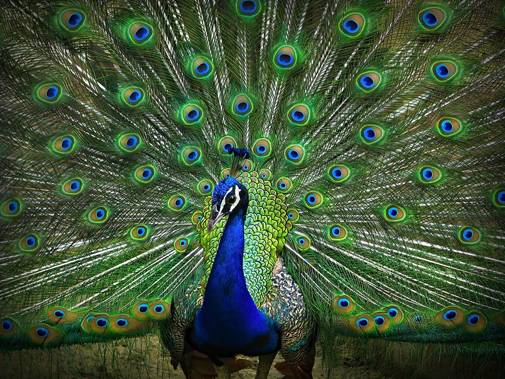 Real Peacock Feathers Near Me