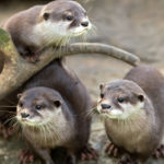 How long do otters live ?