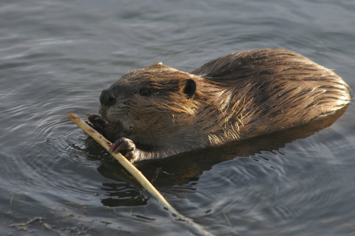 Beavers - information.