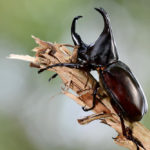 How long do beetles live ?