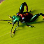 Facts about beetles