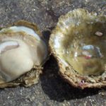 Oysters - information