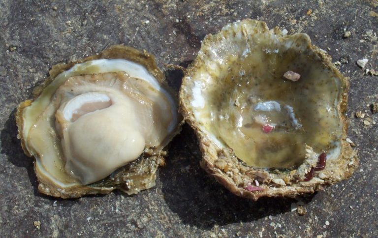 Oysters - information