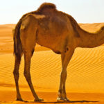 Camels - information