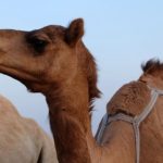 How long do camels live ?