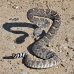 How long do rattlesnakes live ?