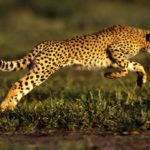 Facts about cheetahs