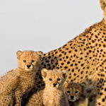How long do cheetahs live ?
