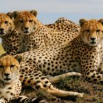 Cheetahs - information
