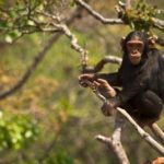 Chimpanzees - information