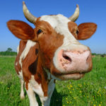 Cows - information