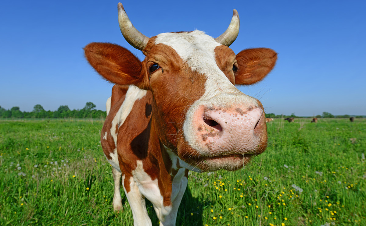 Domestic Animals Cow Information In English