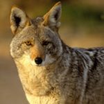 Coyotes - information