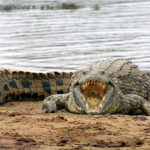Facts about crocodiles