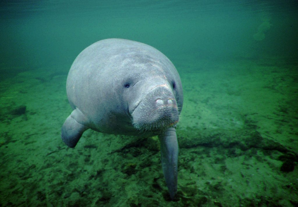 Ct Manatees Are No Longer Listed As Endangered 20170403 1024x713 