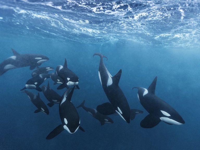 How long do killer whales live