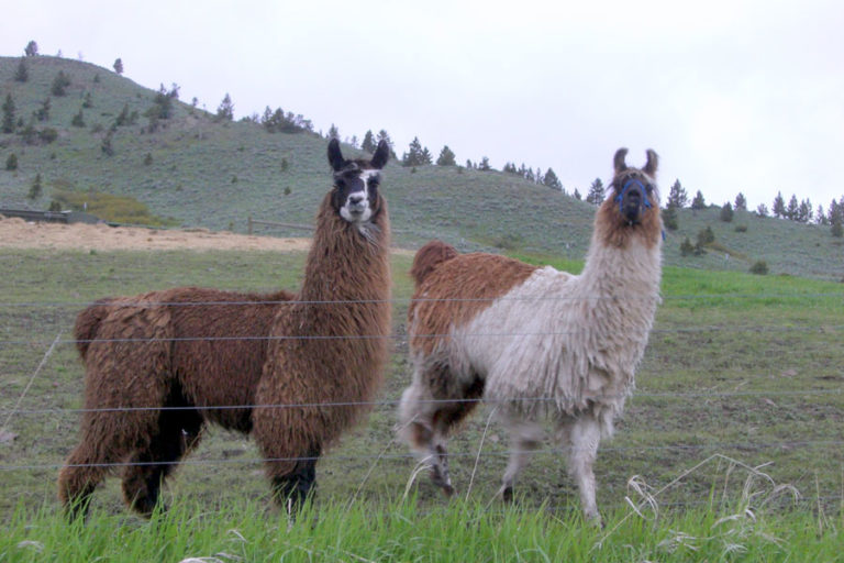 How long do llamas live