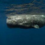 How long do sperm whales live ?