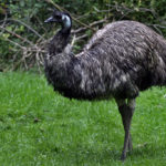 Facts about emus