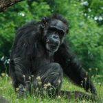 Facts about chimpanzees