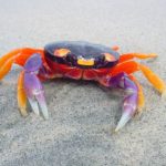 Facts about crabs