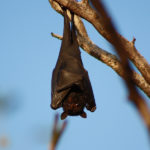 How long do bats live ?