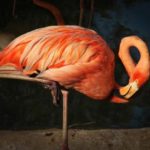 Flamingos - information