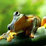 Facts about frogs