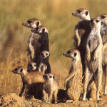 How long do meerkats live ?