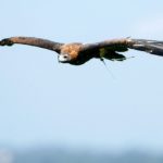 Eagles - information