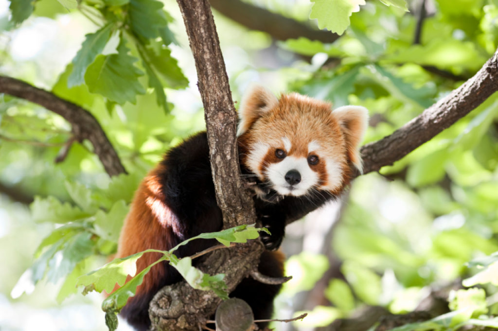 Red pandas